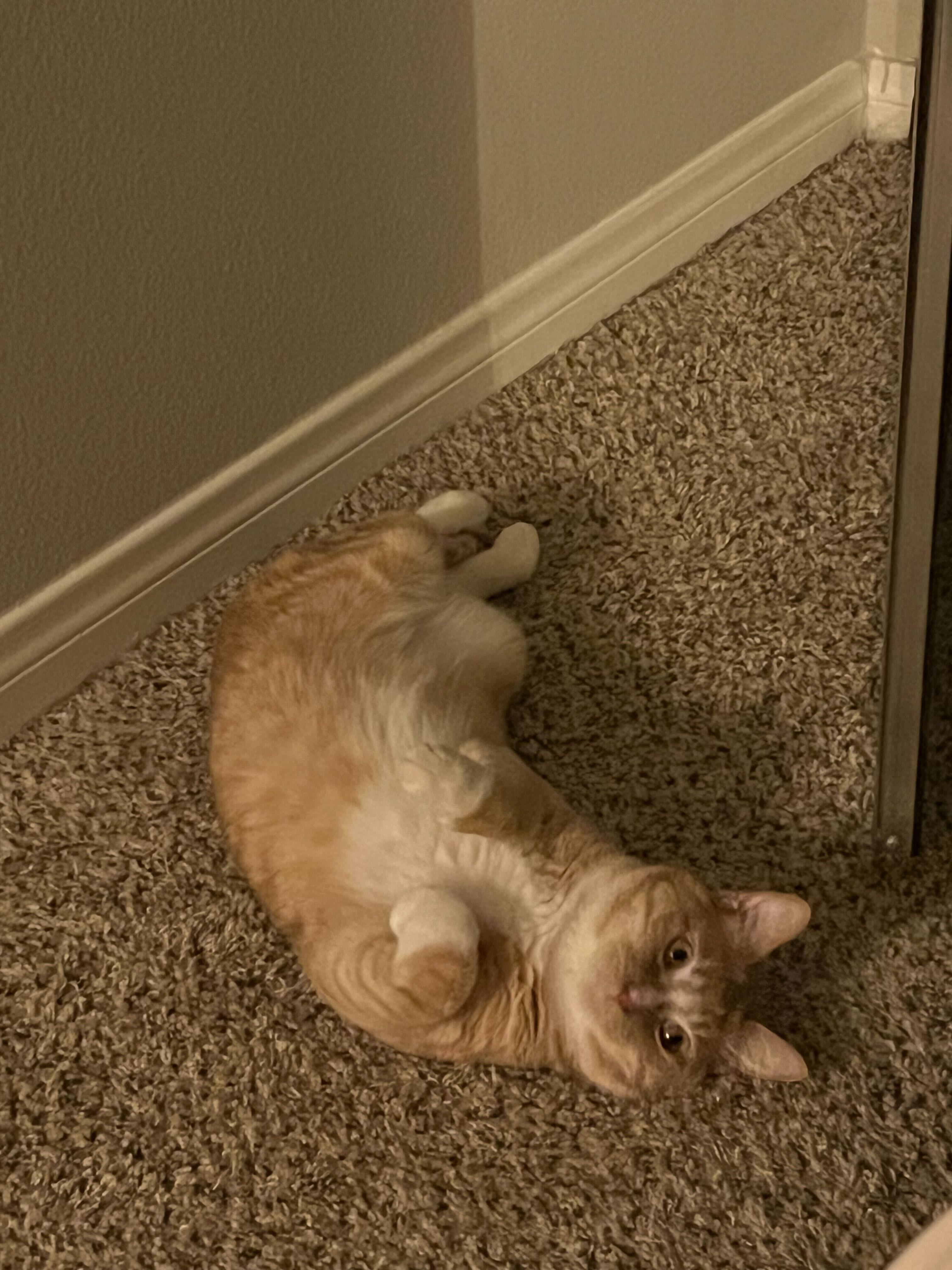 Linus cat