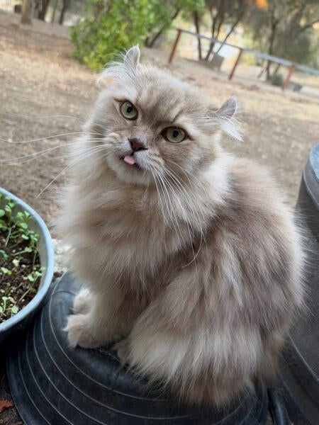 Zoe the Cat