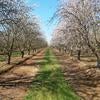 Almond orchard about to bloom