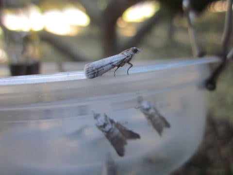 NOW SIT - moth on table