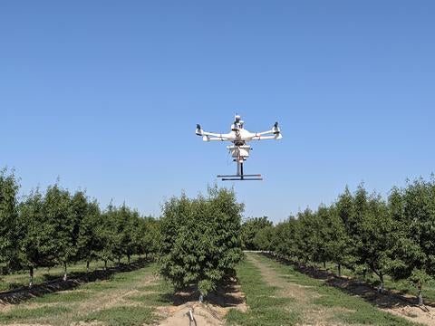 NOW SIT - drone in almonds