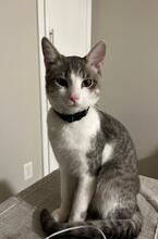 Jimmy Cat