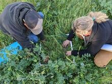 Field Data Collection Cover Crops
