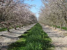 Cover Crop Almonds
